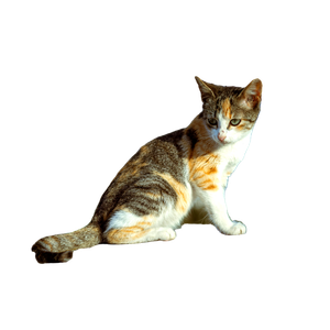 Calico Cat Posing Gracefully On A Rooftop Against A Clear Sky, Basking In Sunlight. 17984 - Cat PNG image with transparent background